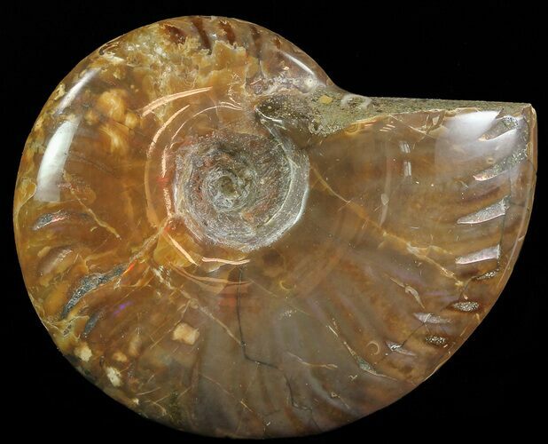 Flashy Red Iridescent Ammonite - Wide #66645